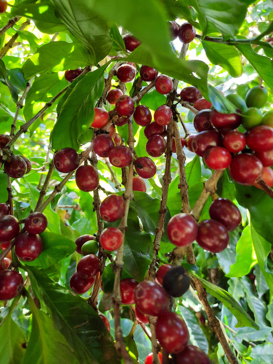 DOLCE CERRADO - Cypher Urban Roastery