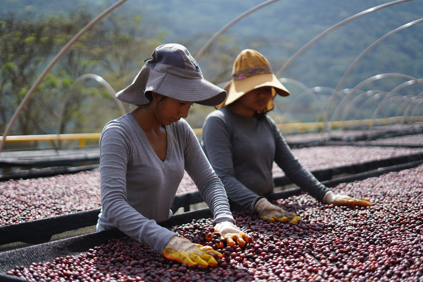 Finca Floripondio - Bolivia