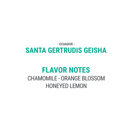 Santa Gertrudis Geisha