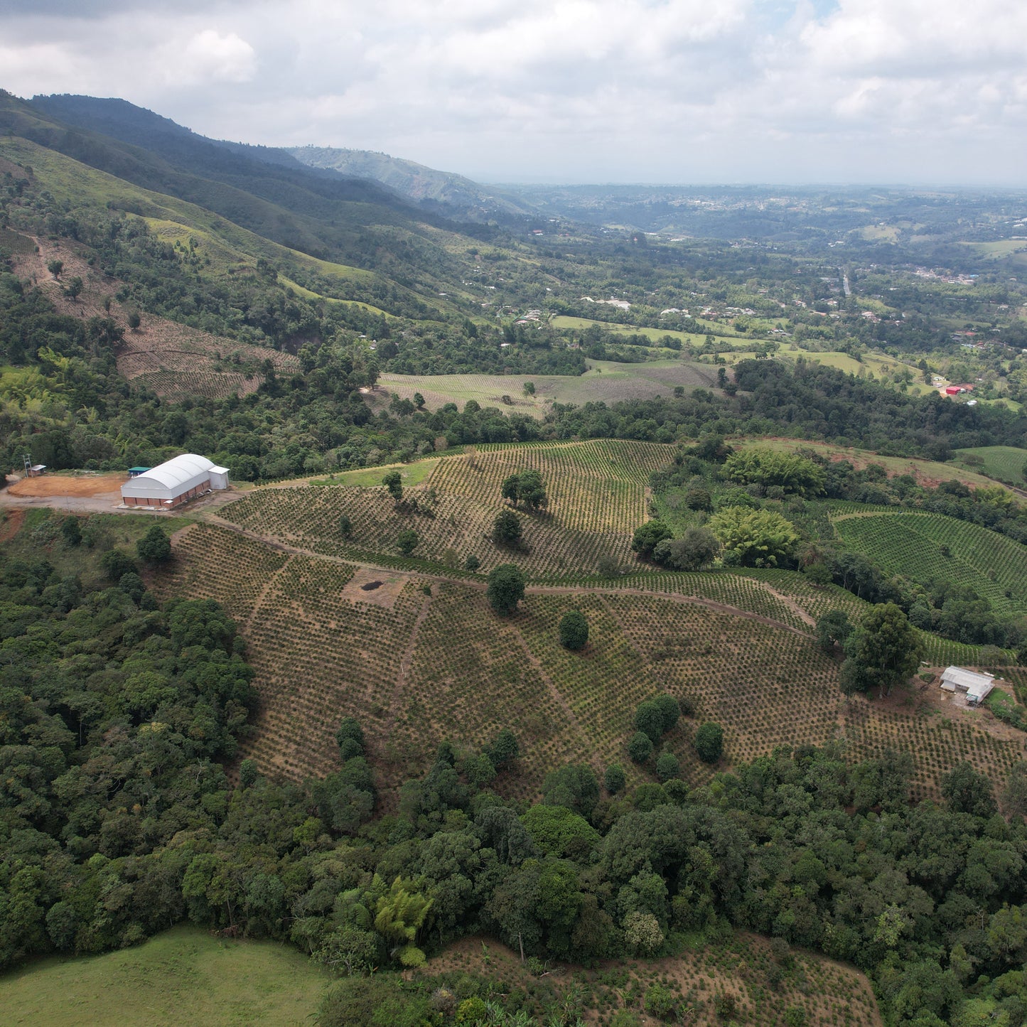 Wilton Benitez - Java - Cypher Urban Roastery