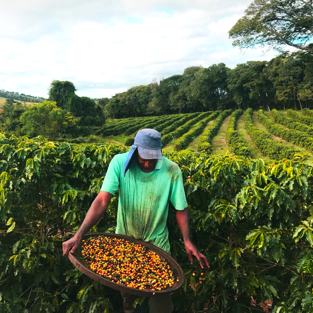 SANTA LUCIA - Cypher Roastery