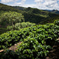 Finca Floripondio - Bolivia